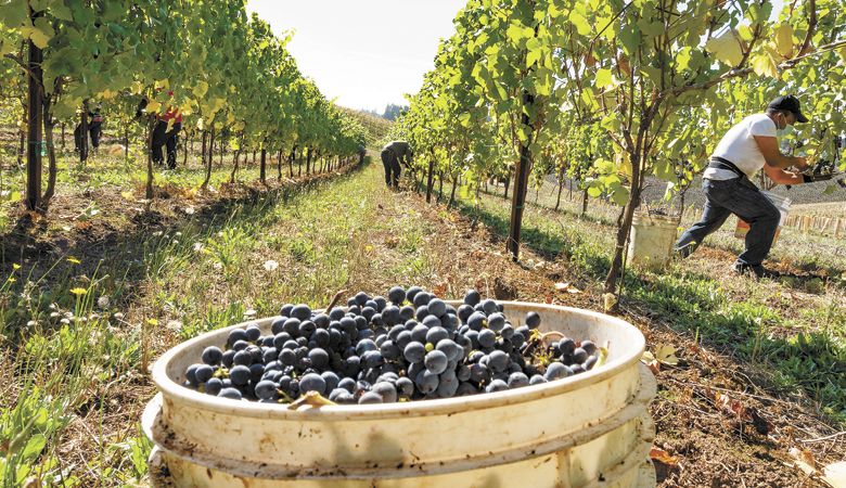 Harvest at Koosah Farm in the Eola-Amity Hills. ##Photo by Andrea Johnson