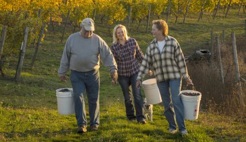 Keith and Trudy Kramer with their daughter, Kimberley, harvest grapes from the family’s 22-acre vineyard. ##Photo by Andrea Johnson.