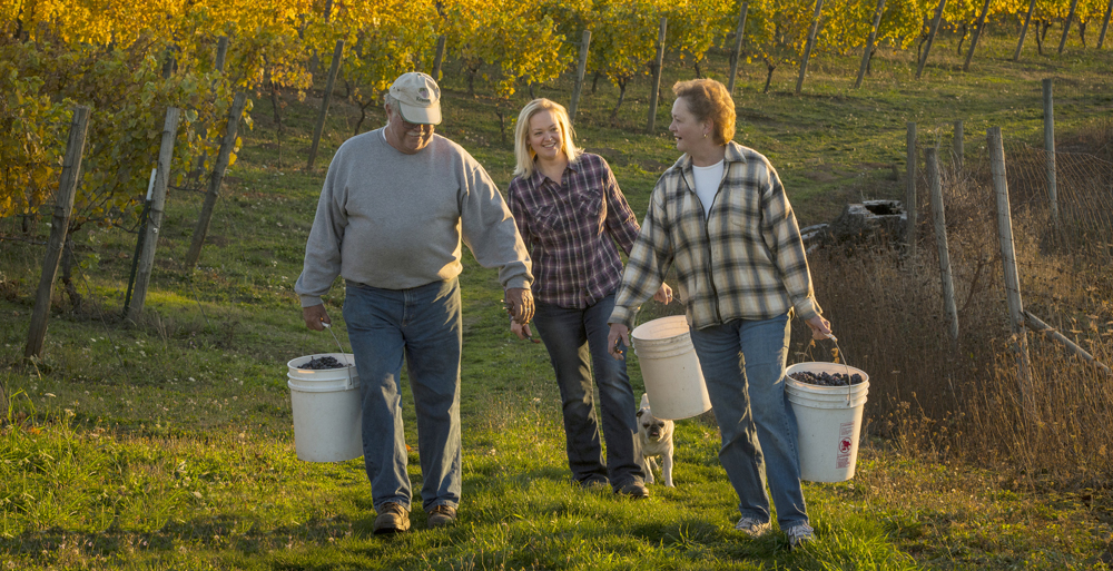 Keith and Trudy Kramer with their daughter, Kimberley, harvest grapes from the family’s 22-acre vineyard. ##Photo by Andrea Johnson.