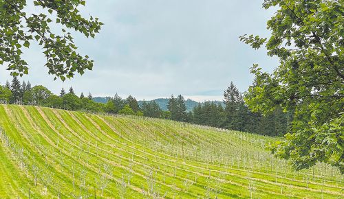 View of fruit trees planted at Kristof Farms. ## Photo by Courtney Kamm