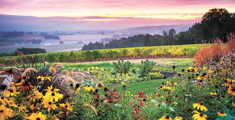 Biodiversity is key to LIVE’s certification program. Plants thrive at Penner-Ash Cellars, a LIVE-certified site located outside Newberg. Photo by Andrea Johnson