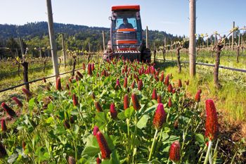 Nick Nicholas of Anam Cara in Newberg mows crimson clover cover crop in Nicholas Vineyard, which has been certified by LIVE. Photo by Andrea Johnson