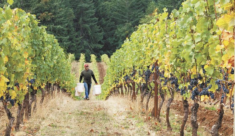 A worker hauls buckets up the hill at Lange Estate in the Dundee Hills. ##Photo by Andrea Johnson