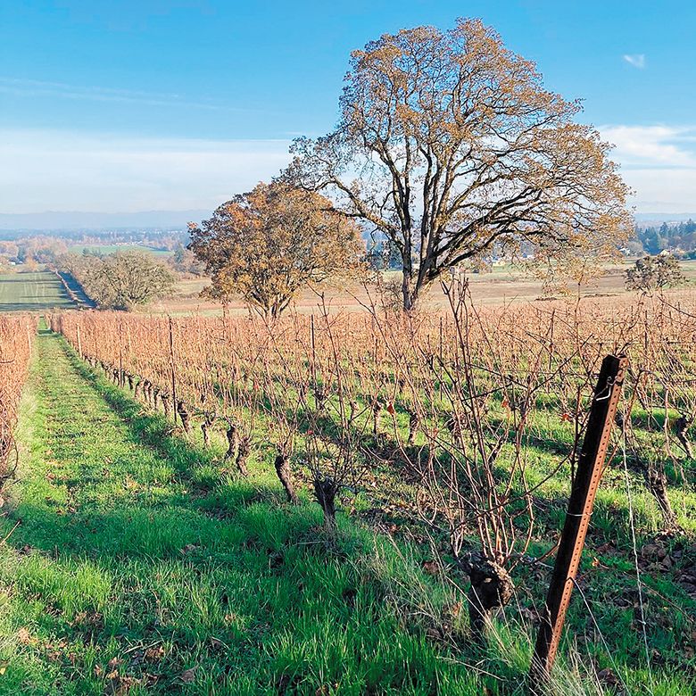 Evesham Wood Winery s dry-farmed Le Puits Sec Vineyard. ## Photo by Suzanne Bayard, Deep Roots Coalition
