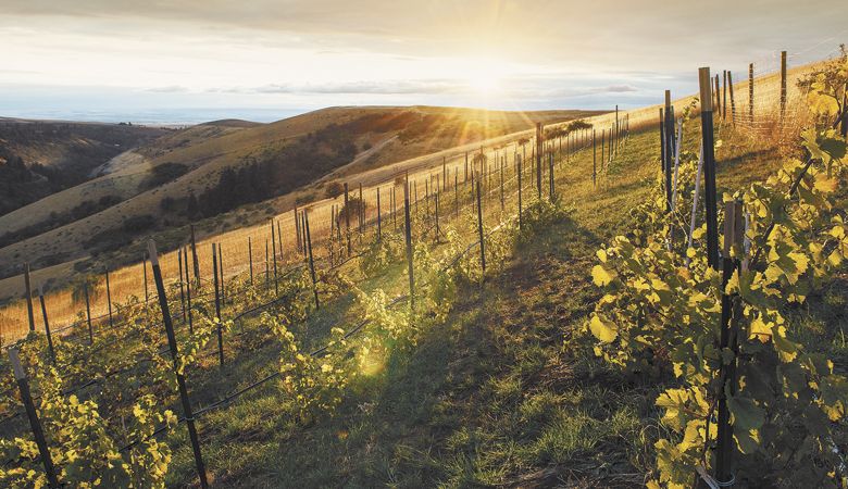 Lewis Peak Experimental Vineyard in the Blue Mountains. ##Photo by Kathryn Elsesser