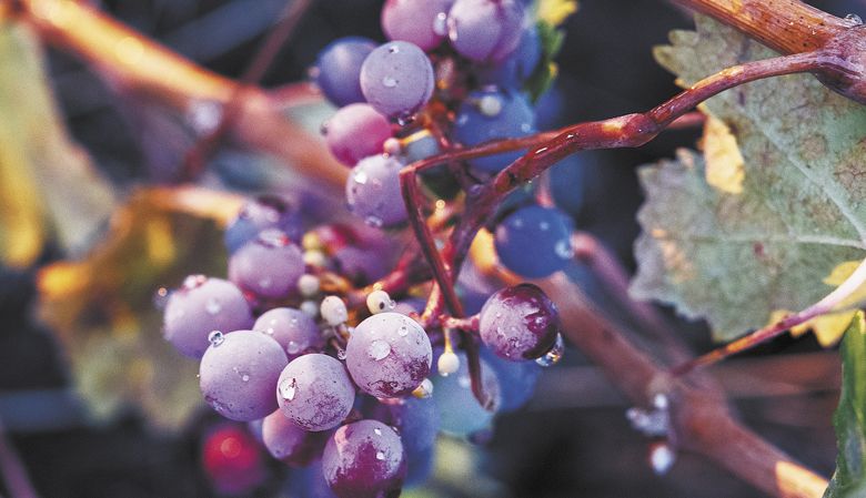 Cabernet Franc grapes hang on the vine at Lewis Peak Experimental Vineyard in the Blue Mountains. ##Photo by Kathryn Elsesser