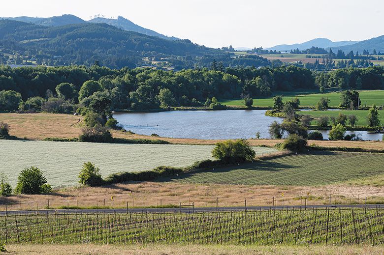 The Loeza Vineyard, located in Gaston. ## Photo by Andrea Johnson