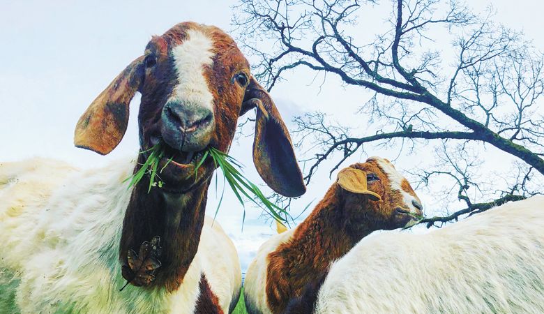 Grazing goats at Lonely Lane Farms in Mt. Angel.  ##Photo courtesy of Lonely Lane Farms