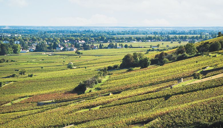 Louis Jadot vineyard in Burgundy. ##Photo by Kathryn Elsesser