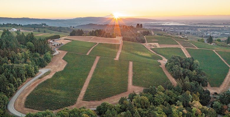 An aerial view of the LucidWild Estate property. ## Photo provided by LucidWild Estate