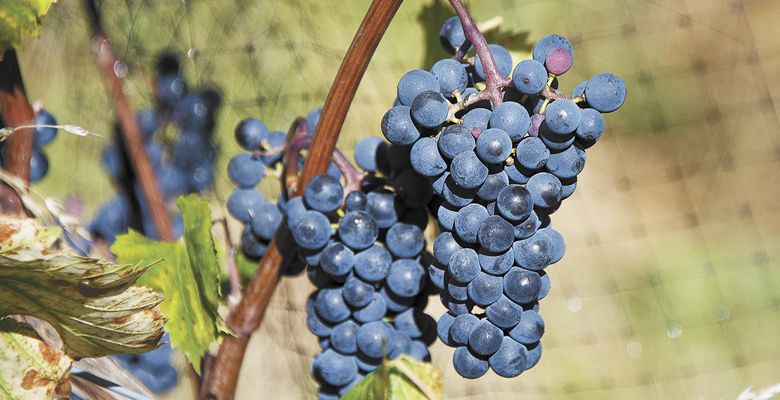 Maréchal Foch was developed in Alsace, France, and named after French Marshal Ferdinand Foch (1851–1929), who played an important role in the negotiation of the armistice terms during the closing of the First World War. **Photo courtesy of Brian Tansy, Olequa Cellars