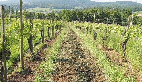 Alternate alleyway tillage between vine rows in a vineyard in spring helps incorporate pruned vine canes from winter and nutrients from the cover crop. ## Photo courtesy of Patty Skinkis, OSU