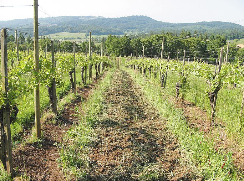 Alternate alleyway tillage between vine rows in a vineyard in spring helps incorporate pruned vine canes from winter and nutrients from the cover crop. ## Photo courtesy of Patty Skinkis, OSU