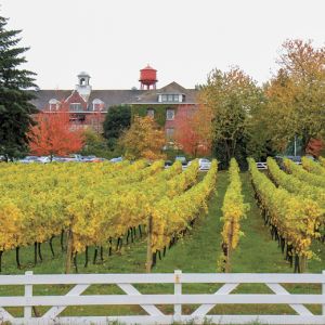 Pinot Gris grapes growing in the vineyard at McMenamins Edgefield in Troutdale.##Photo provided by McMenamins