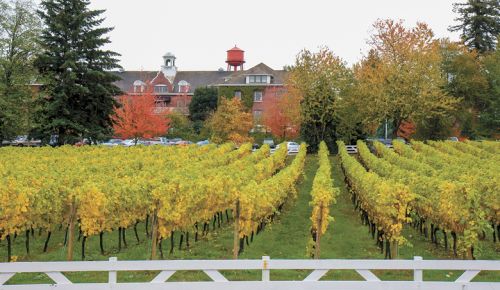 Pinot Gris grapes growing in the vineyard at McMenamins Edgefield in Troutdale.##Photo provided by McMenamins