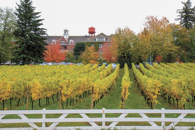 Pinot Gris grapes growing in the vineyard at McMenamins Edgefield in Troutdale.##Photo provided by McMenamins Pinot Gris grapes growing in the vineyard at McMenamins Edgefield in Troutdale.##Photo provided by McMenamins