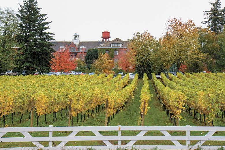 Pinot Gris grapes growing in the vineyard at McMenamins Edgefield in Troutdale.##Photo provided by McMenamins