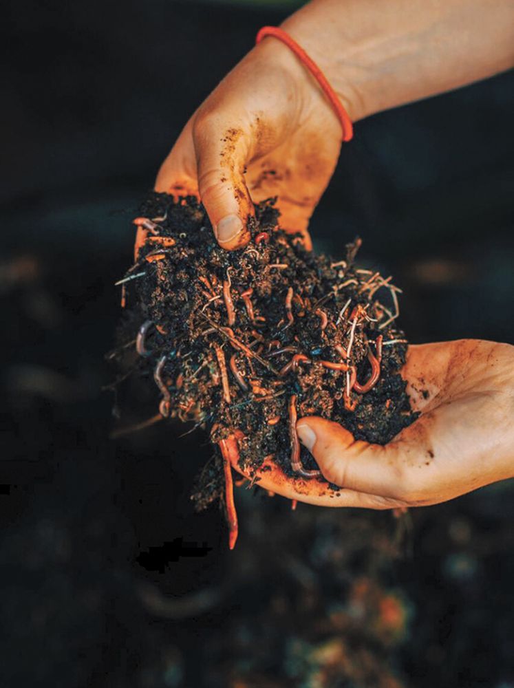 TOP CENTER: LIVE, Salmon-Safe and Bee Friendly logos. TOP RIGHT: Mimi Casteel holding a handful of worms. RIGHT: Rachel Rose, Bryn Mawr Vineyards&rsquo; winemaker and vineyard manager, sampling wine. BOTTOM RIGHT: Troon&rsquo;s general manager, Craig Camp, sorting grapes. BELOW: White meadowfoam flowers serve as undervine weed suppression at Bryn Mawr Vineyards.