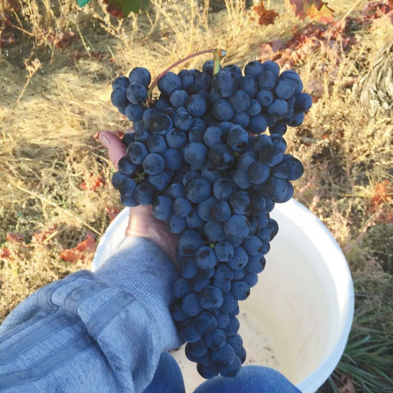 A cluster of ripe Mondeuse grapes grown at Plaisance Ranch. ## Photo provided by Plaisance Ranch A cluster of ripe Mondeuse grapes grown at Plaisance Ranch. ## Photo provided by Plaisance Ranch
