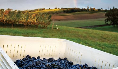 Harvest rainbow at Monkgate Vineyard outside Carlton. ##Photo provided