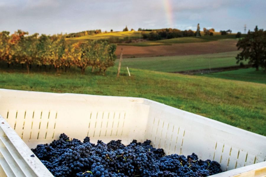 Harvest rainbow at Monkgate Vineyard outside Carlton. ##Photo provided