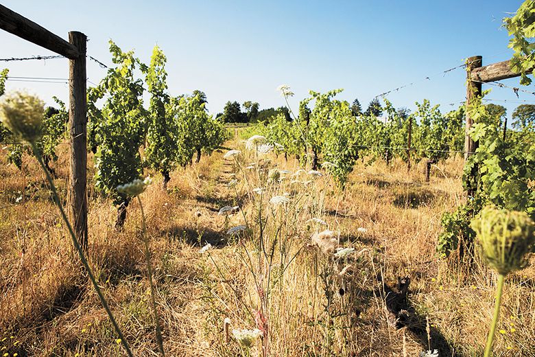 Cover crops between the vines at the biodynamically-farmed Montinore Estate vineyard. ##Photo provided by Montinore Estate