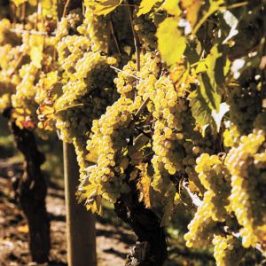 Müller-Thurgau grapes growing in Gaston at Kramer Vineyards.##Photo provided by Kramer Vineyards