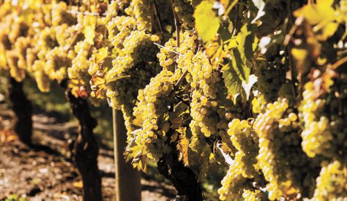 Müller-Thurgau grapes growing in Gaston at Kramer Vineyards.##Photo provided by Kramer Vineyards