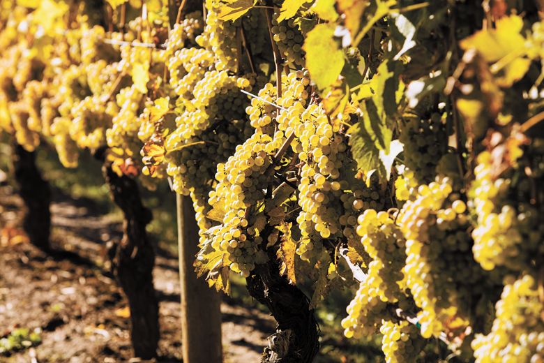 Müller-Thurgau grapes growing in Gaston at Kramer Vineyards.##Photo provided by Kramer Vineyards