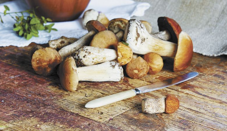 King boletes can be found in Oregon s forests. ##Stock photo