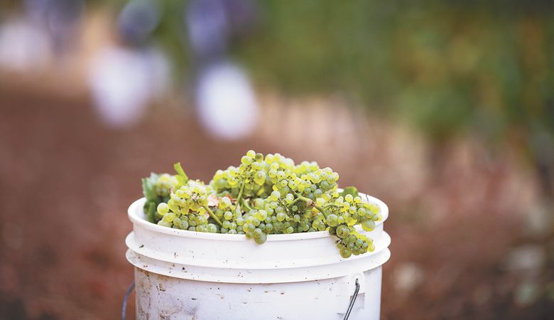 Perfectly ripe Chardonnay grapes at Nicholas Family Vineyard in the Dundee Hills. ##Photo by Andrea Johnson