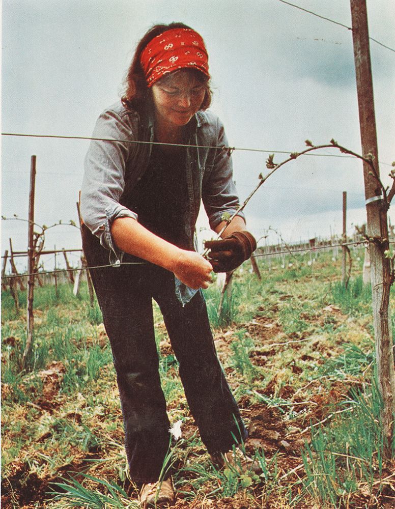 Nancy Ponzi, co-founder of Ponzi Vineyards, weaving grape vines through wire supports. ## Photo courtesy of the Ponzi Vineyards Collection Nancy Ponzi, co-founder of Ponzi Vineyards, weaving grape vines through wire supports. ## Photo courtesy of the Ponzi Vineyards Collection