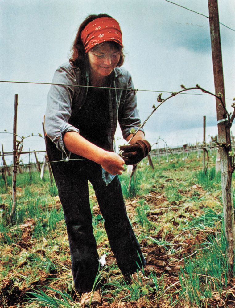 Nancy Ponzi, co-founder of Ponzi Vineyards, weaves grapevines through wire supports for the growing process.##Courtesy of Ponzi Vineyards Collection, Jereld R. Nicholson Library, Linfield university.