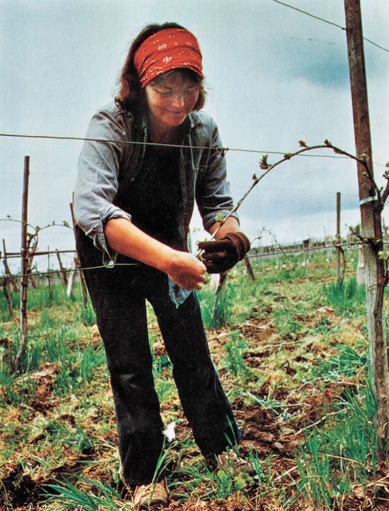 Nancy Ponzi, co-founder of Ponzi Vineyards, weaves grapevines through wire supports for the growing process.##Courtesy of Ponzi Vineyards Collection, Jereld R. Nicholson Library, Linfield university. Nancy Ponzi, co-founder of Ponzi Vineyards, weaves grapevines through wire supports for the growing process.##Courtesy of Ponzi Vineyards Collection, Jereld R. Nicholson Library, Linfield university.