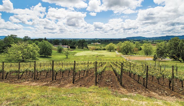 Natalie’s Estate Vineyard outside Newberg flourishes in the spring sun.  ##Photo by Marcus Larson