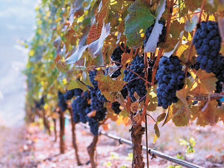 Pinot Noir grapes growing in Naumes Suncrest Winery s vineyard. ##Photo provided by Naumes Suncrest Winery