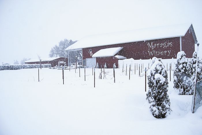 Caption: Maragas features a small parcel of the estate’s 21-acre vineyard in front of the winery. These Sangiovese vines are self-rooted and head-trained. Owner Doug Maragas says, “We head-train and shoot canes from a trunk that originates close to the grade of the ground. This is valuable protection for vines, so traditional wine grapes, Vitis vinifera, can withstand extreme air temps, such as what we experienced in December 2013: -21.5 °F.