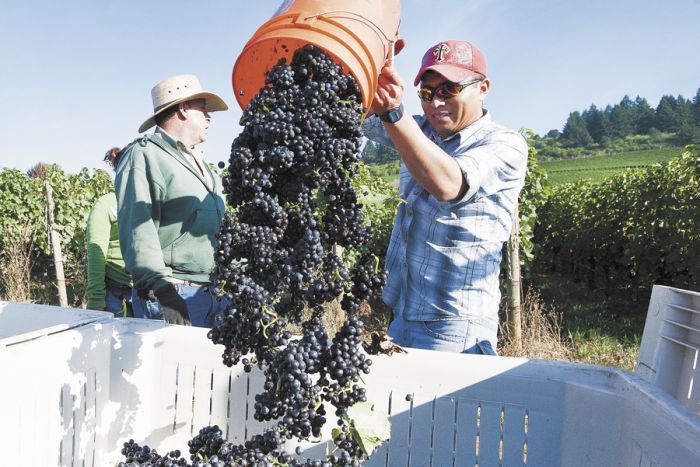 Harvest is starting earlier than usual at Stoller Family Estate and other Yamhill Valley vineyards. Harvest is starting earlier than usual at Stoller Family Estate and other Yamhill Valley vineyards.