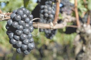 Pinot Noir ripens in anticipation for harvest. Pinot Noir ripens in anticipation for harvest.