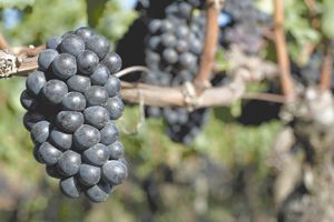 Pinot Noir ripens in anticipation for harvest.