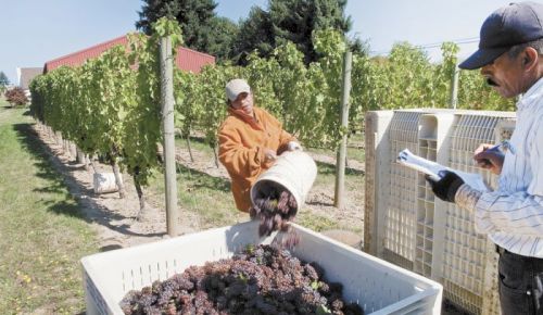 A seasonal migrant worker dumps a bucket of winegrapes into a picking bin at The Four Graces’ estate vineyard in Dundee during the 2009 harvest. A real shortage of workers is likely this harvest for many different reasons. Photo by Andrea Johnson.