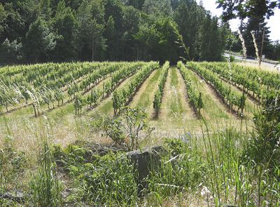 Viento’s tasting room will soon be built at the Columbia Gorge winery’s estate vineyard, which is planted to Riesling. Photo provided. Viento’s tasting room will soon be built at the Columbia Gorge winery’s estate vineyard, which is planted to Riesling. Photo provided.