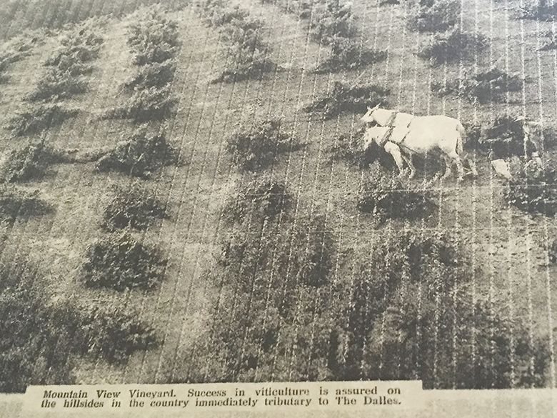 In 1911, Union Pacific Railroad and The Dalles Civic Club (Chamber of Commerce) were trying to entice people to come to the area by train and ship grapes back east. The caption reads: Mountain View Vineyard. Success in viticulture is assured on the hillsides in the country immediately tributary to The Dalles. ## Photo provided by The Pines 1852