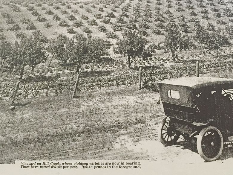 Published by Union Pacific Railroad and The Dalles Civic Club (Chamber of Commerce) in 1911, the caption reads: Vineyard on Mill Creek, where eighteen varieties are now in bearing. vines have netted $850.00 per acre. Italian prunes in the foreground. ## Photo provided by The Pines 1852
