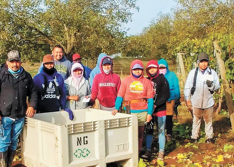 9:45 a.m.  Oct. 19: The harvest crew at Nicholas Vineyard were grateful blue skies returned before the day’s pick.##Photo by Sheila Nicholas of Anam Cara