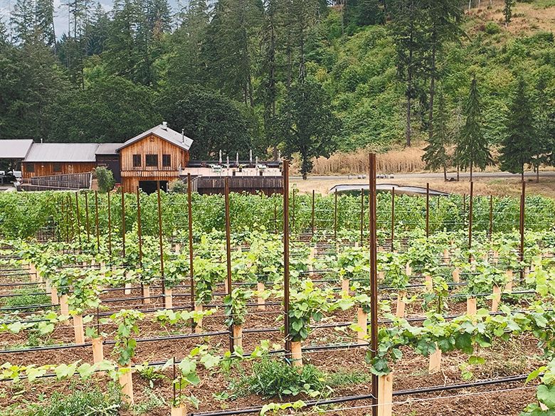 The Nicolas-Jay tasting room and winery production facility with young grapevines in the foreground. ## Photo provided by Nicolas-Jay