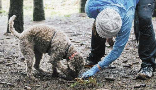 A Forage and Feast participant works with her dog during one of the truffle hunts featured at this year’s 2017 Oregon Truffle Festival. ##Photo by Kathryn Elsesser.