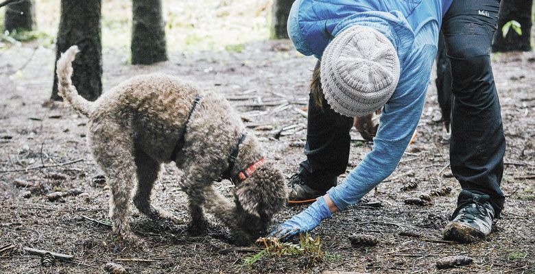 A Forage and Feast participant works with her dog during one of the truffle hunts featured at this year’s 2017 Oregon Truffle Festival. ##Photo by Kathryn Elsesser.