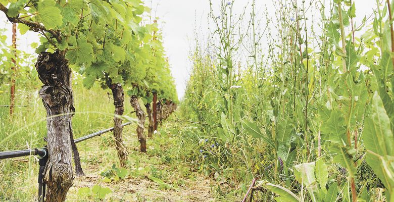 Hooper manages his own section of Methven’s estate vineyard, where row crops grow high in his Biodynamically farmed block. ##Photo by Joshua Chang