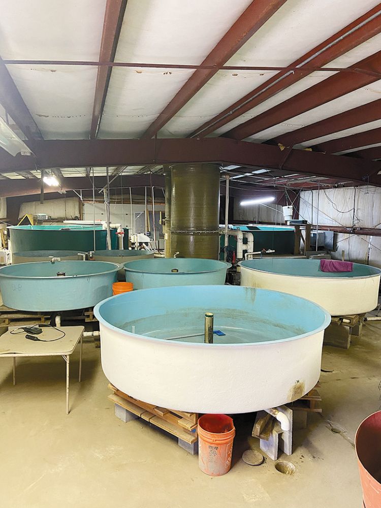 Sturgeon nursery for 10,000 newborns each year until they reach five inches. ## Photo provided by Oregon Royal Sturgeon Company